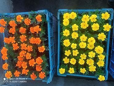 цветущие: Рассада цветущих однолетников в кассетах - Бархатцы (Tagetes) — 10