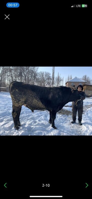 охотничий собак: Сатам | Уй (ургаачы), Бука (эркек) — 2