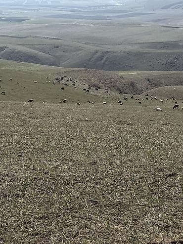 логопед токмок: Салам алейкум жигиттер кой баканга малчы бала керек Бишкек шаары — 1