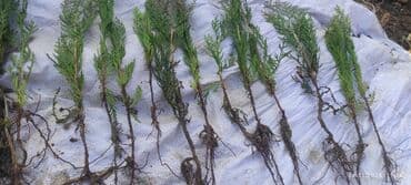 саженцы карликовых плодовых деревьев: Саженцы деревьев: Туи — 5