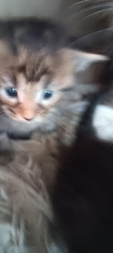 купить кошку манчкин: Мейн-Куны 🥰🥰🥰. Предлагаются к брони 🐱 Рысята ♥️ Чистокровные — 2