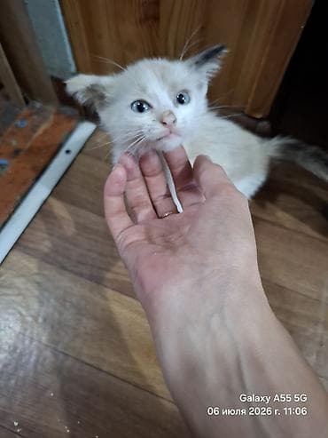 Мышыктар: Котята, отдам в добрые руки - Возраст на фото: примерно 2 месяца — 6