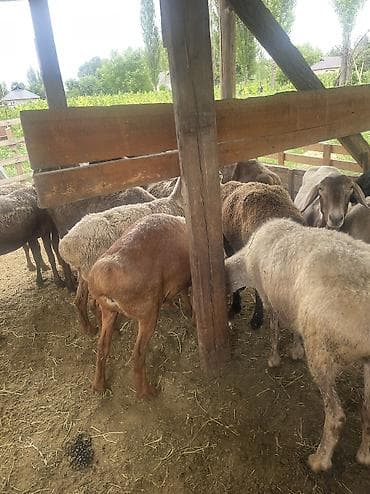 Продаю | Овца (самка), Ягненок, Баран (самец) | Гиссарская, Полукровка, Эдильбаевская | На забой, Для разведения, Для шерсти | Племенные, Матка, Ягнившаяся