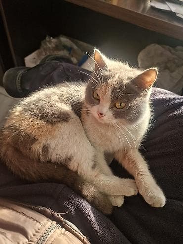 ангорская кошка цена: 1 год, Девочка, Серебристая шиншилла, Приучена к лотку — 2