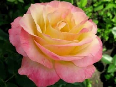 семена клевера в бишкеке: Көчөттөр гүлдүн: Розалар, Өзү алып кетүү, Акылуу жеткирүү — 5