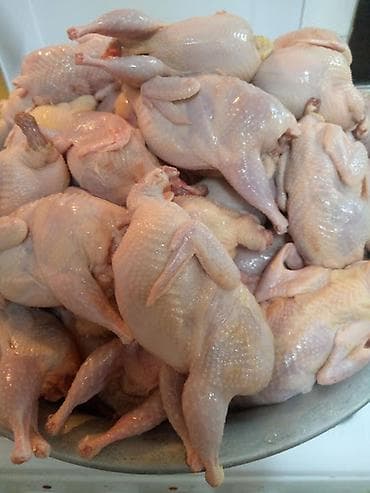 Перёпелиные тушки, возраст птицы на мясо 41 день. Находимся в центре