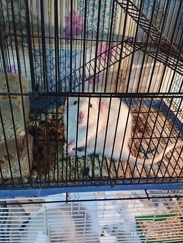 клетка для перепелка: Продам крыс (2 самца) с клетками Две крысы: белый и серый. Серый — 1