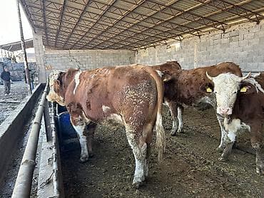 Продаю | Бык (самец) | Симментальская, Монбельярд | Для разведения | Племенные