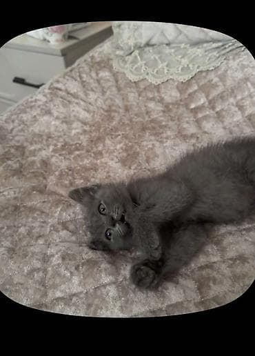котенок скотиш страйт: Скотиш Страйт (Шотландская прямоухая), 3 месяца, Девочка, Голубой, Приучена к лотку — 1