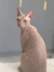 Бала бакчалар, бала багуучулар: Услуги выгулa и ухода за собаками, кошками Передержка возможна на — 4