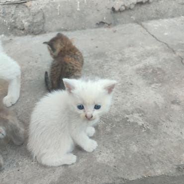 сфинксы котята: Котята, помёт из 4 малышей. Отдам даром в добрые руки в Бишкеке — 1