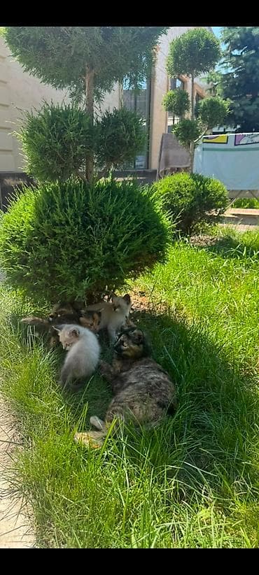 Животные: Кошка даром: Беспородная, 2 месяца, Девочка — 2