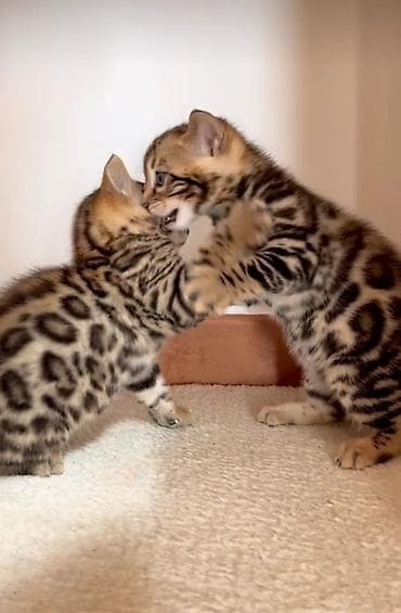 Кошки: Бенгальская, 2 месяца, Девочка, Проглистована — 4