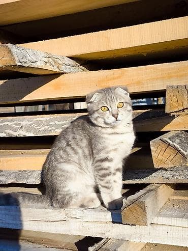 Животные: Ищу кота для вязки. Город Талас. Кошка здоровая, домашняя. Пишите в — 1