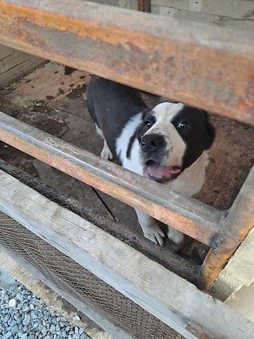 собака даберман: Алабай, 6 месяцев, Самка, С прививкой — 6