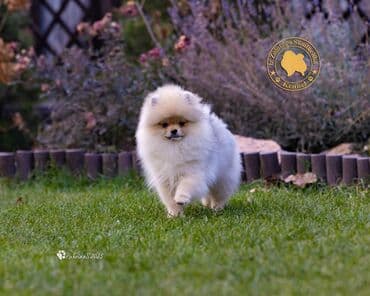 русский спаниель щенок купить: Шпиц, 3 месяца, Самец, С прививкой, С родословной — 4