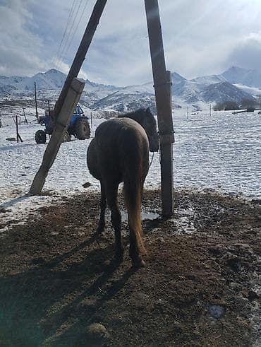 ош мал базар: Продаю | Конь (самец) | Рабочий — 2