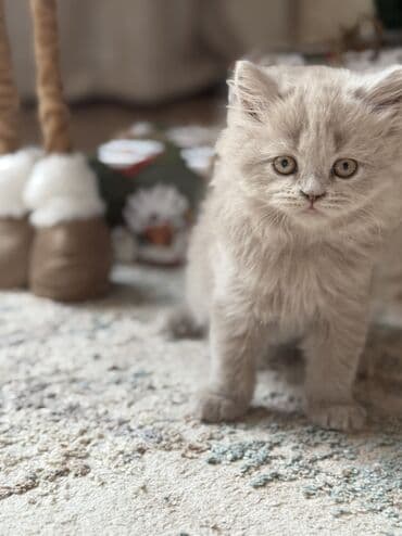 Мышыктар сатылат: Продаются шотландские котята, окрас лиловый, малышам почти два месяца — 3