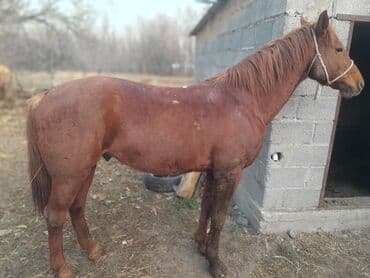 Продаю | Жеребец | Рабочий