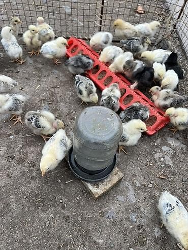 лоток для инкубатор: Продаю | Цыплята | Для разведения — 2