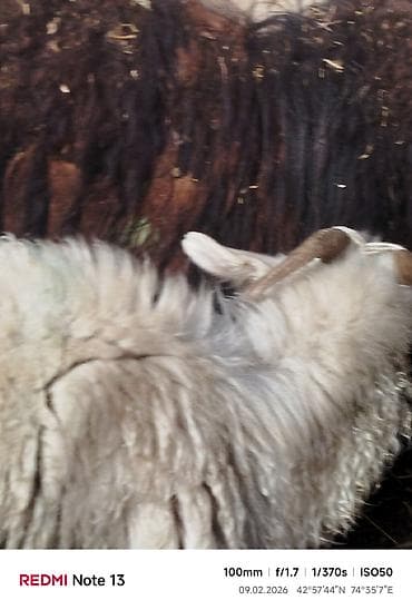 английская кошка: Продаю | Коза (самка) | Для разведения — 2