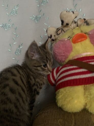 шотландский вислоухий рыжий кот: Кошка даром: Скотиш Страйт (Шотландская прямоухая), 3 месяца, Мальчик, Приучена к лотку, Проглистована — 12