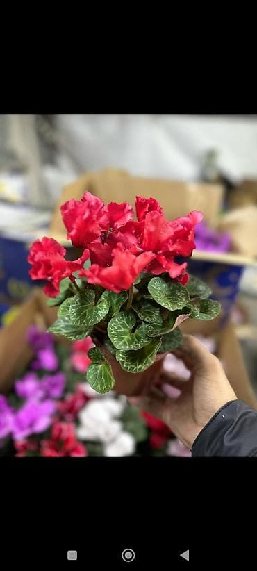 ваза для конфет: ОПТОМ Цикламен комнатный в горшке. - Компактные кустики с мраморными — 4