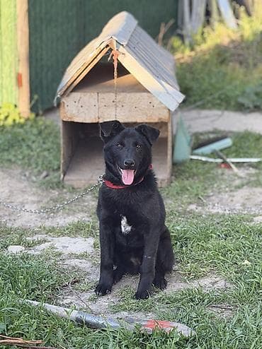 хаски с разными глазами цена: 🐶 Ищет дом собака! Подобрали собаку, Сейчас живёт во дворе в будке — 1