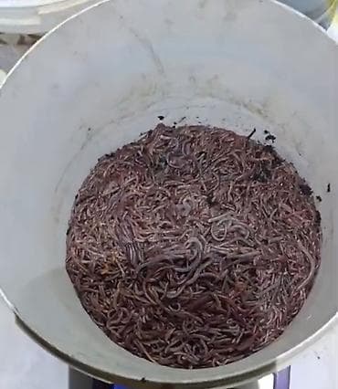 мед пчелинный: Продаются коконы червя Дендрабена Венета и Черного Принца ( Селекция — 4