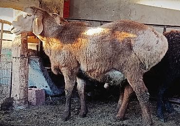 продам овчарку: Продаю | Баран (самец) — 1