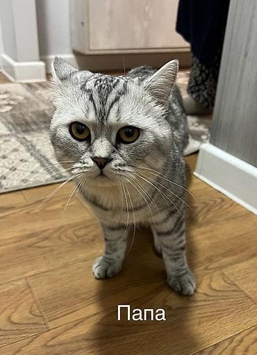 Животные: Шотландские котята: 1) девочка (Scottish fold) 2) девочка (Scottish — 7