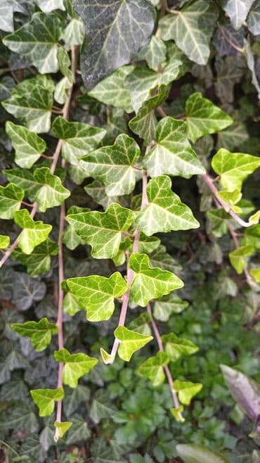 вьющиеся розы бишкек: Саженцы цветка: Плющ — 3