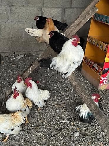 продаю кур несушек: Продаю | Куры, Петух — 3
