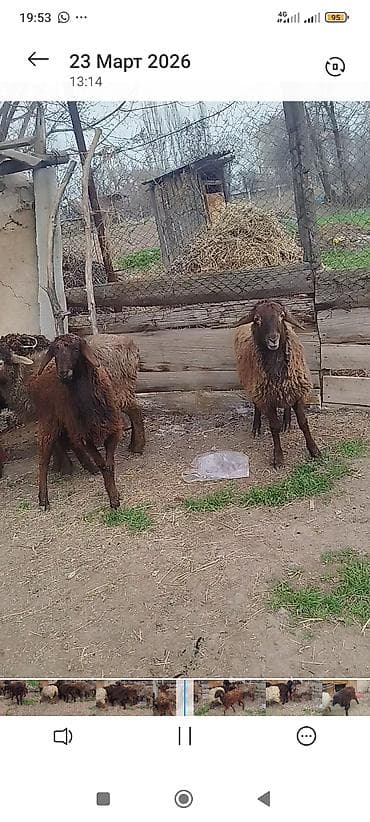 овец: Продаю | Ягненок | Полукровка | Для разведения | Племенные — 1