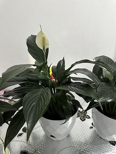 монстера с белыми листьями купить: Спатифиллум (Spathiphyllum) в декоративном горшке - Кустовой — 3