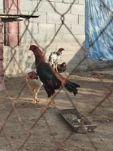 куплю корм для животных: Дакан тулок короз сатылат активный алмашу жолдору бар адрес Бишкек — 1