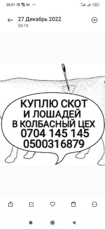 дом попугая: Куплю | Коровы, быки, Лошади, кони, Другие с/х животные | Круглосуточно, Любое состояние, Забитый — 1