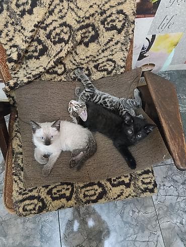 Котята домашние, помёт из трёх малышей: - Светлый (поинтовый окрас