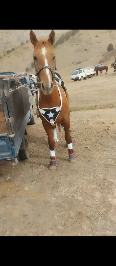 срочно продаю в связи с переездом: Сатам | Жылкы (эркек) — 2