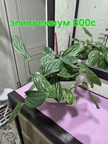хлорофитума: Комнатные растения в горшках: - Хлорофитум — по 350 с за растение — 4