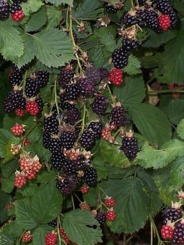 техника для сада: Ежевика — 2