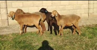 наполнители для кошек: Продаю | Овца (самка) | Арашан, Полукровка | Для разведения — 6