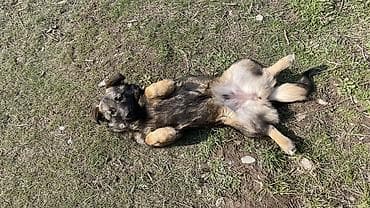 Собака даром: 8 месяцев, Самка at lalafo.kg Собака даром: 8 месяцев, Самка