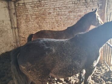 А/ч жаныбарлары үчүн тоюттар: Сатам | Бээ (ургаачы) | Союуга | Асыл тукумдуу — 3