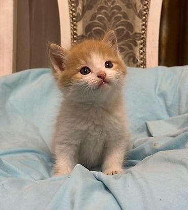 Үй жаныбарлары үчүн товарлар: Токой, 1 айлык, Эркек, Кызгыл сары — 3