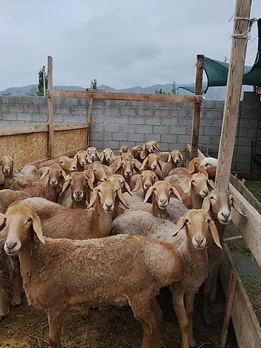 джерси гигант яйца: Продаю | Овца (самка) | Арашан | Для разведения | Ярка — 2