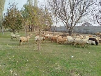 дом животных: Продаю | Овца (самка) | Полукровка | Для разведения | Кастрированные — 4