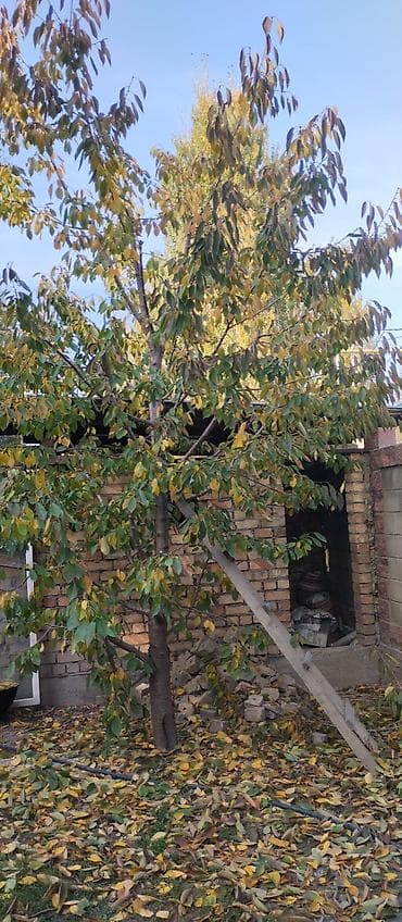 Саженец/дерево грецкого ореха (Juglans regia). - Многоствольное