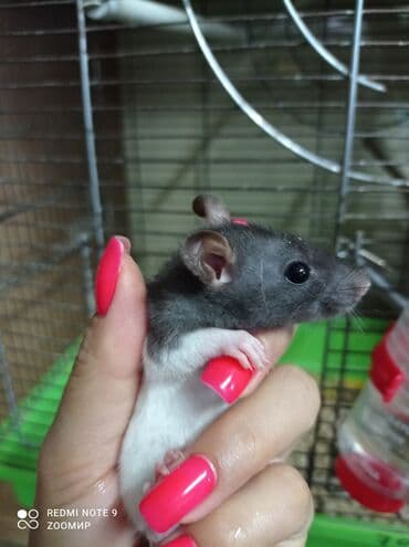 летучая мышь в кыргызстане: Крысы декоративные Сокулук — 1