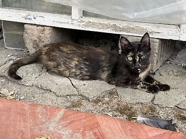 Продажа кошек: Отдам даром . Котята, домашние любимцы (несколько окрасов) Только в — 3